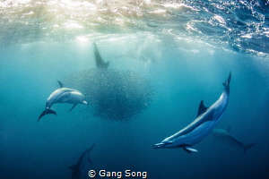 Sardine in the mouth by Gang Song 